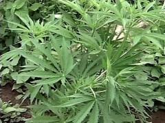Herbes amères ?